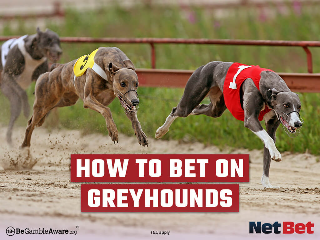 How To Bet On Greyhounds - NetBet UK